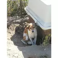 Foto dell\'animale Comune di Montoro - 380260040537067