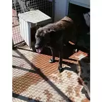 Foto dell\'animale Comune di Montoro - 380260042480548