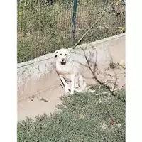 Foto dell\'animale Comune di Montoro - 380260043232025