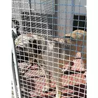 Foto dell\'animale Comune di Montoro - 380260043802731