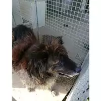 Foto dell\'animale Comune di Montoro - 380260043802815