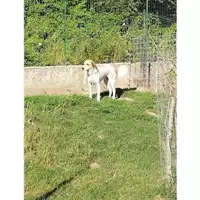 Foto dell\'animale Comune di Montoro - 380260043224040