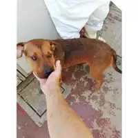 Foto dell\'animale Comune di Montoro - 380260043815947