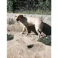 Foto dell\'animale Comune di Montoro - 380260043173363