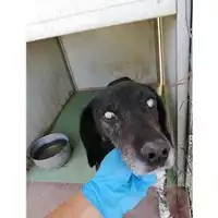 Foto dell\'animale Comune di Montoro - 380260044048932
