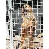 Foto dell\'animale Comune di Montoro - 380260043165633