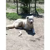 Foto dell\'animale Comune di Montoro - 380260044049263
