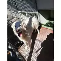 Foto dell\'animale Comune di Montoro - 380260044052160