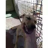 Foto dell\'animale Comune di Montoro - 380260044050611