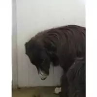 Foto dell\'animale Comune di Lauro - 380260044051177