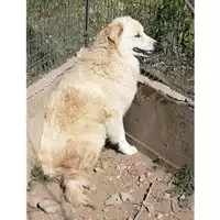 Foto dell\'animale Comune di Lauro - 380260044051382
