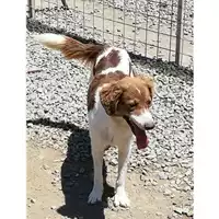 Foto dell\'animale Comune di Marzano di Nola - 380260043224812