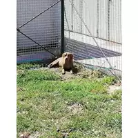 Foto dell\'animale Comune di Montoro - 380260044050311