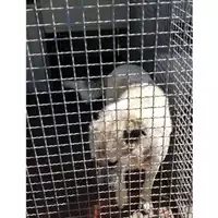 Foto dell\'animale Comune di Montoro - 380260044049700