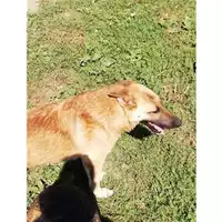 Foto dell\'animale Comune di Montoro - 380260044145662