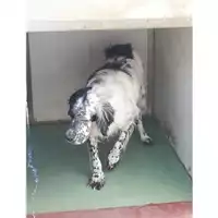 Foto dell\'animale Comune di Montoro - 380260044048616
