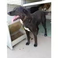 Foto dell\'animale Comune di Marzano di Nola - 380260043224653