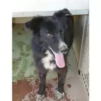 Foto dell\'animale Comune di Montoro - 380260043160402