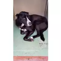 Foto dell\'animale Comune di Montoro - 380260044478533