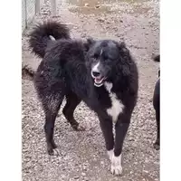 Foto dell\'animale Comune di Montoro - 380260044479145