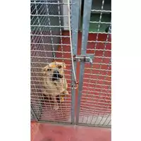 Foto dell\'animale Comune di Montoro - 380260044479502
