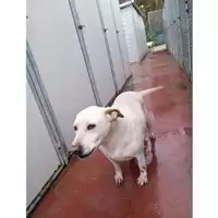Foto dell\'animale Comune di Montoro - 380260042372844