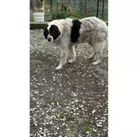 Foto dell\'animale Comune di Mercogliano - 380260044435969