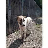 Comune di Bagnoli Irpino - 380260044964425