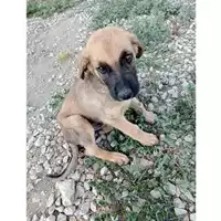 Foto dell\'animale Comune di Montoro - 380260044957456