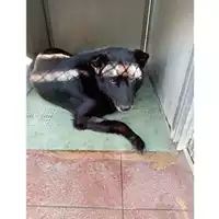 Foto dell\'animale Comune di Montoro - 380260044947367