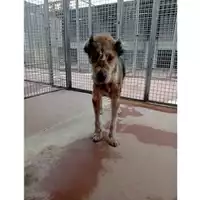 Foto dell\'animale Comune di Montoro - 380260044957622