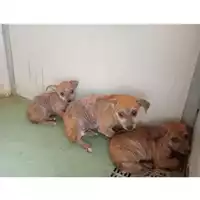 Foto dell\'animale Comune di Montoro - 380260044957698