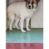 Foto dell\'animale Comune di San Nicola La Strada - 380260100278659