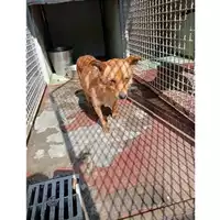 Foto dell\'animale Comune di Montoro - 380260044957841