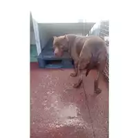 Foto dell\'animale Comune di Marzano di Nola - 380260044433576