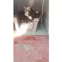 Foto dell\'animale Comune di Lauro - 380260044977923