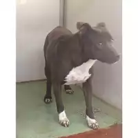 Foto dell\'animale Comune di Moschiano - 380260044439899