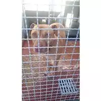 Foto dell\'animale Comune di Sperone - 380260044052075
