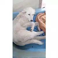 Foto dell\'animale Comune di Montoro - 380260045192721