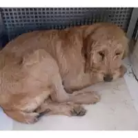 Foto dell\'animale Comune di Montoro - 380260044947954