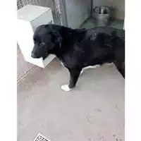 Foto dell\'animale Comune di Montoro - 380260045192479
