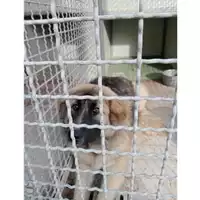 Foto dell\'animale Comune di San Martino Valle Caudina - 380260045153150