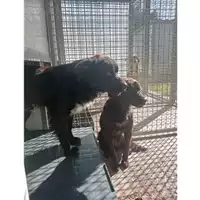 Foto dell\'animale Comune di Montoro - 380260045187973