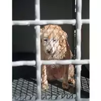 Foto dell\'animale Comune di Montoro - 380260045181916