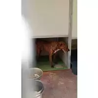 Foto dell\'animale Comune di Montoro - 380260045186531