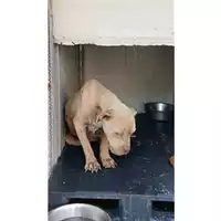 Foto dell\'animale Comune di Avella - 380260045153018