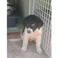 Foto dell\'animale Comune di Montoro - 380260045167495