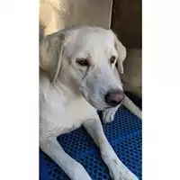 Foto dell\'animale Comune di Montoro - 380260045154529