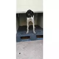 Foto dell\'animale Comune di Montoro - 380260044971120