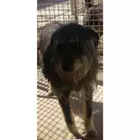 Foto dell\'animale Comune di Marzano di Nola - 941000001568255